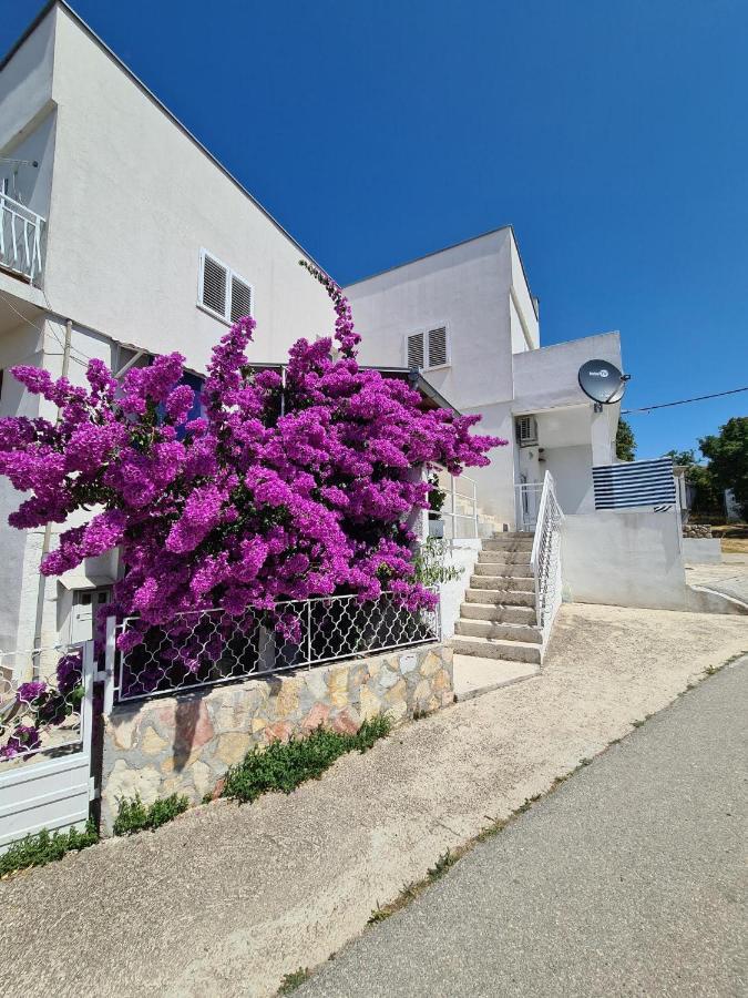 Maslenica-Bougainvillea المظهر الخارجي الصورة